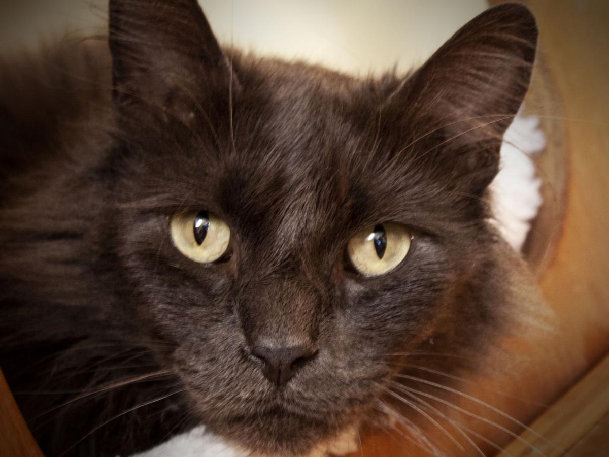 081820 Pet of the Week