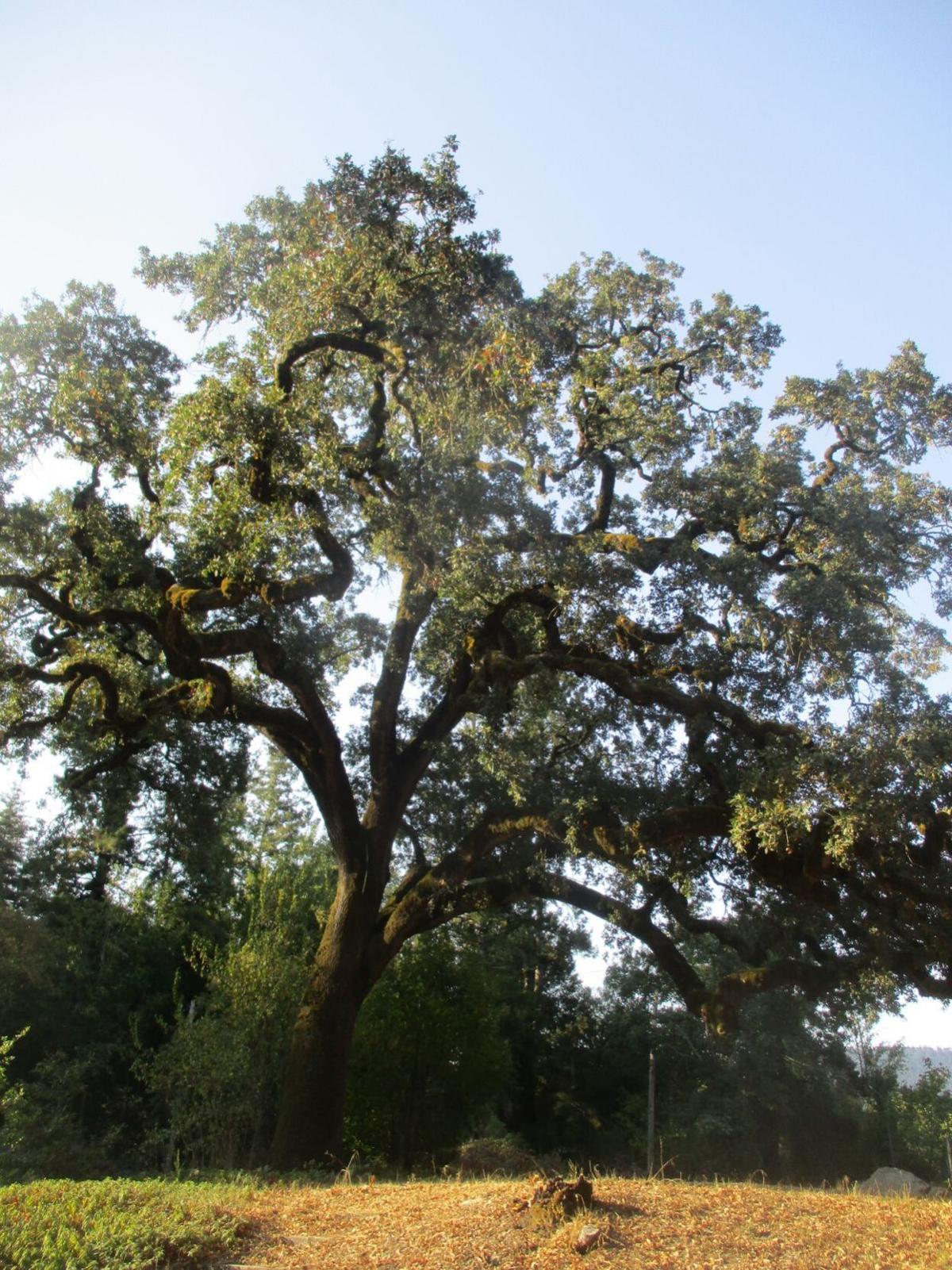 Tony Tomeo Deciduous Trees Defoliate Through Autumn Tony Tomeo Santamariatimes Com
