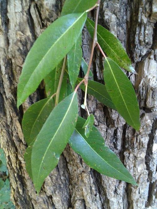 Highlight Red willow Columnist