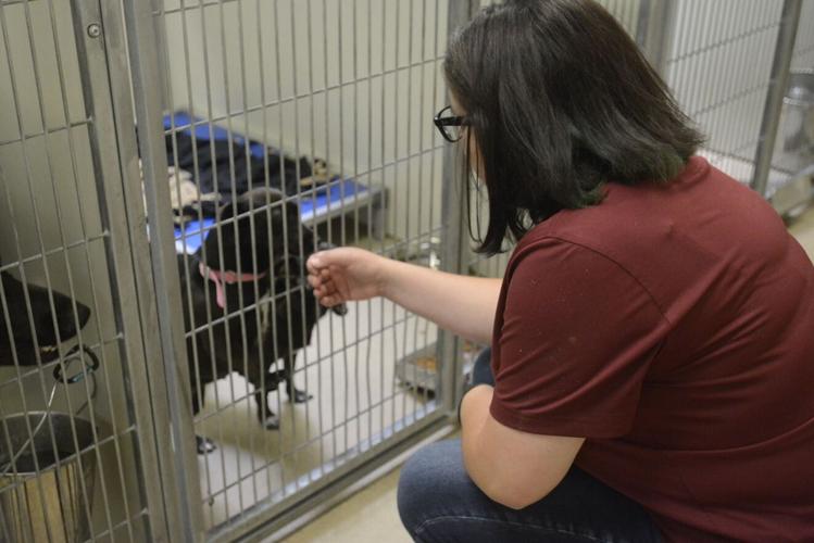 Santa Maria looking to bring Animal Services in-house | Government and  Politics 