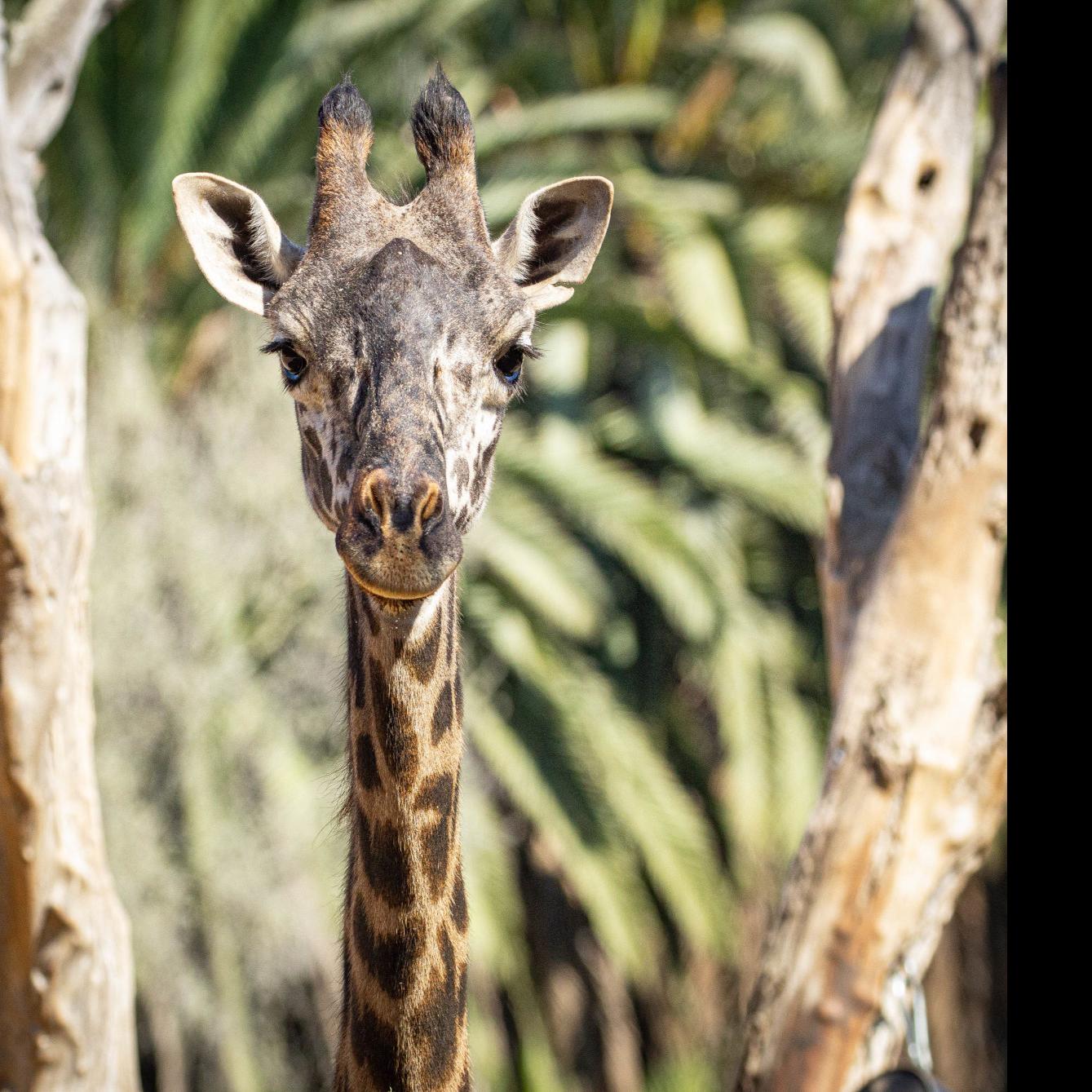 Santa Barbara Zoo Expecting Two Masai Giraffes To Be Born Next Year Local News Santamariatimes Com