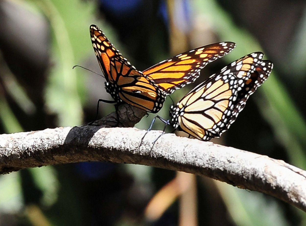Monarchs close-up 2016