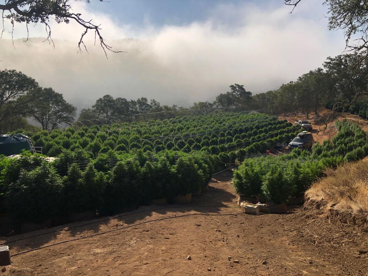 Tepusquet area grow