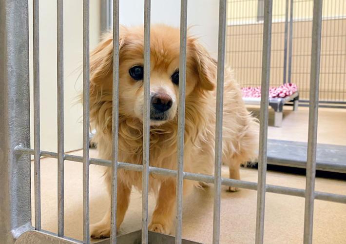 Santa Barbara County Animal Services' 'new vision' de-emphasizes shelters |  Government and Politics 