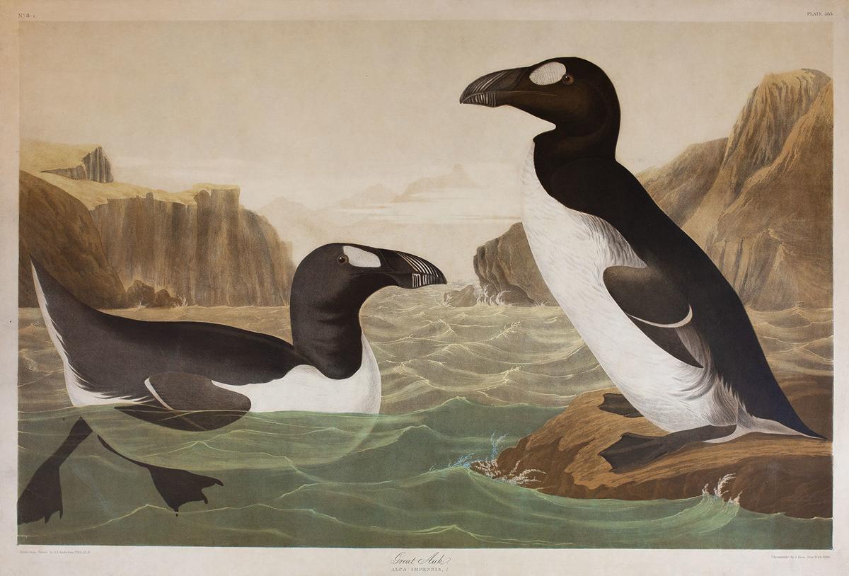 Great auk