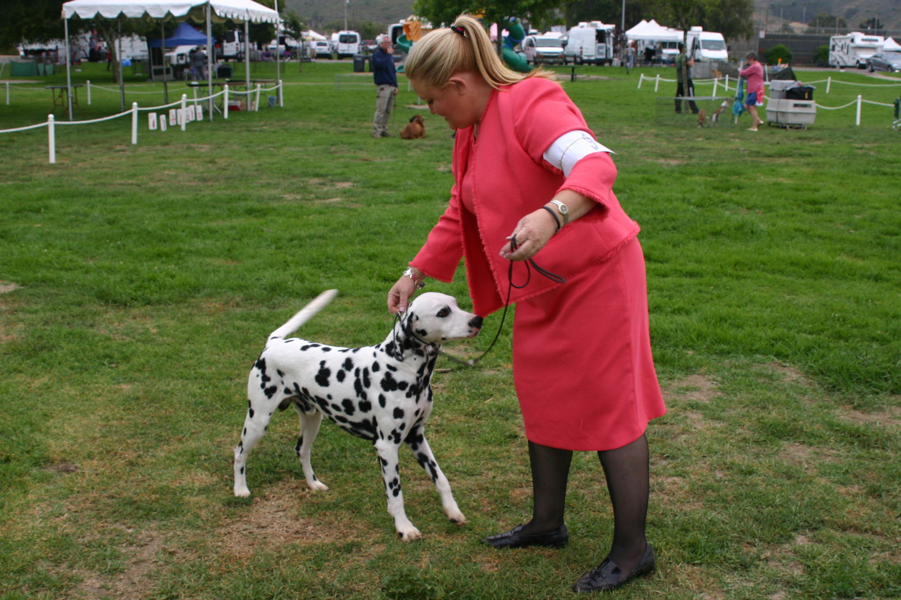 dalmatian kennel club
