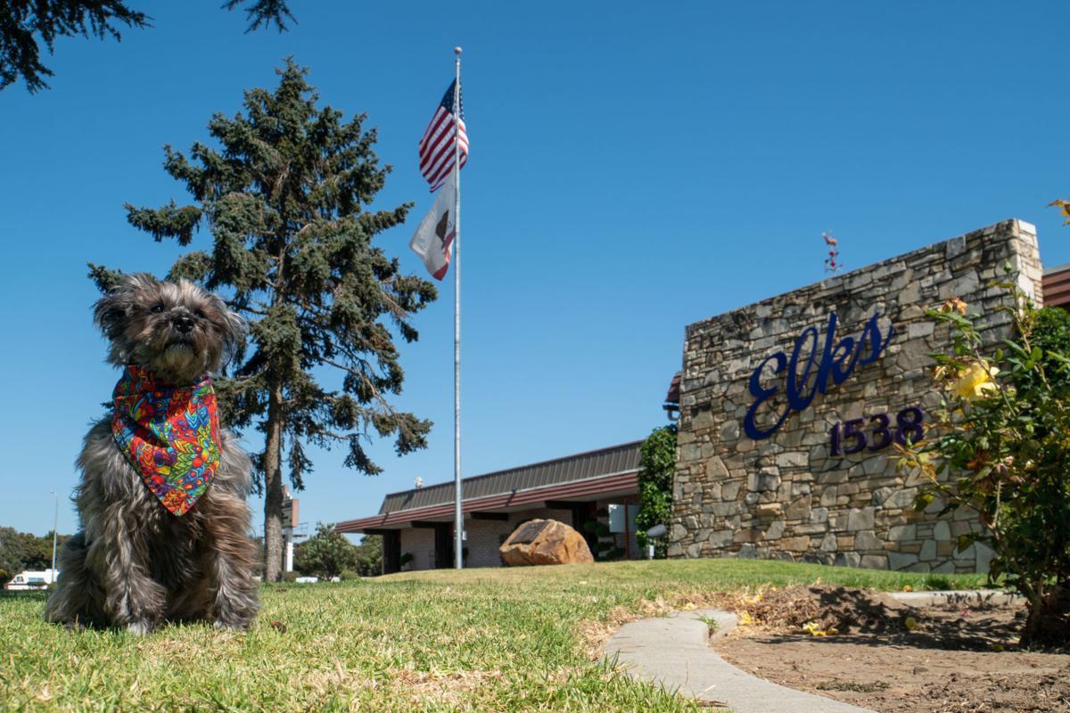 Where's Sparkie? Visiting the Santa Maria Elks Lodge Toast of the
