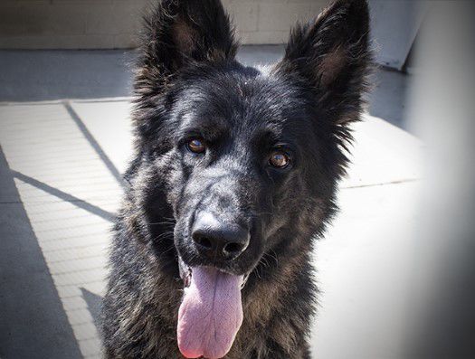 101320 Pet of the Week