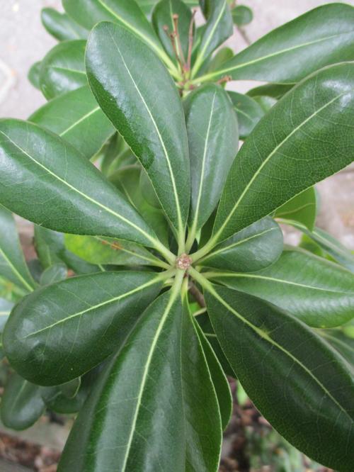 Pittosporum