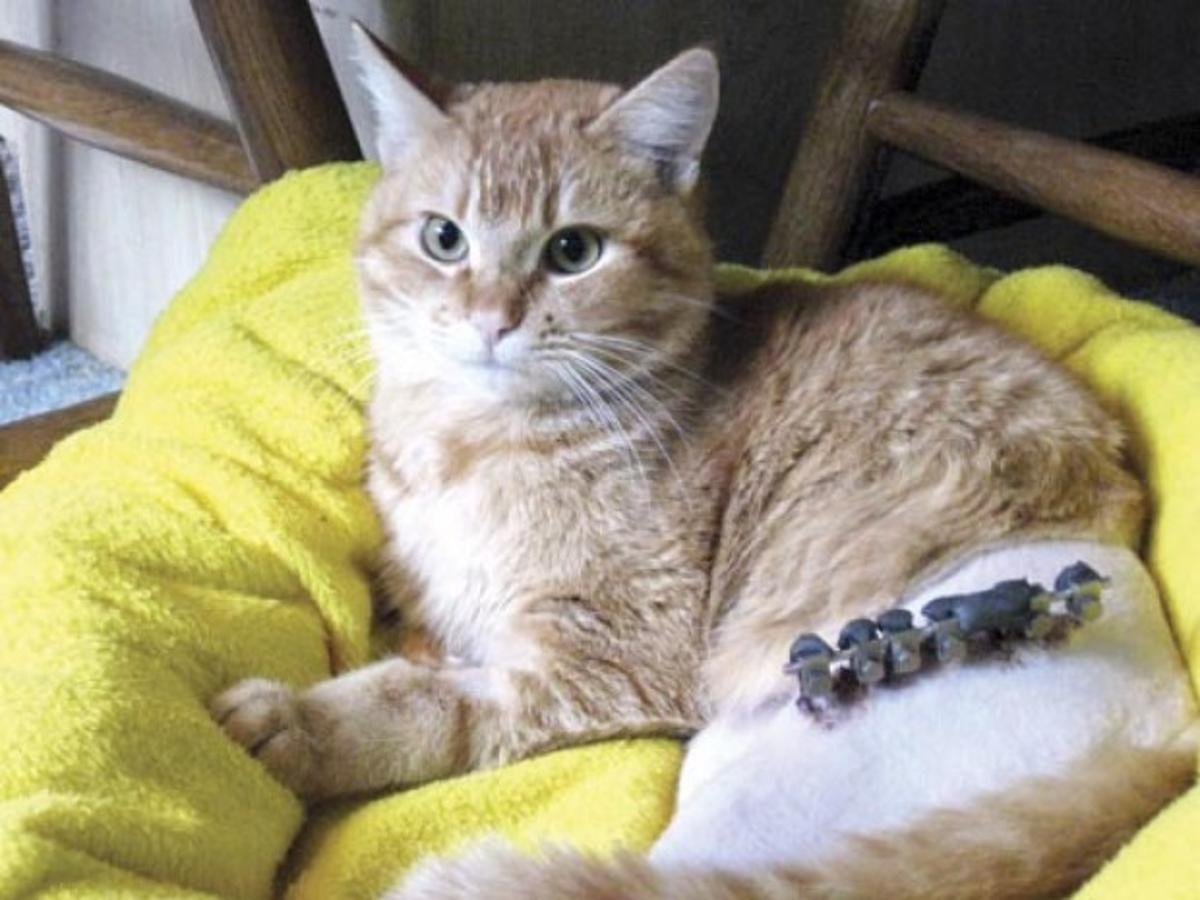 Rescued Fletcher An Animal In Need Santamariatimes Com