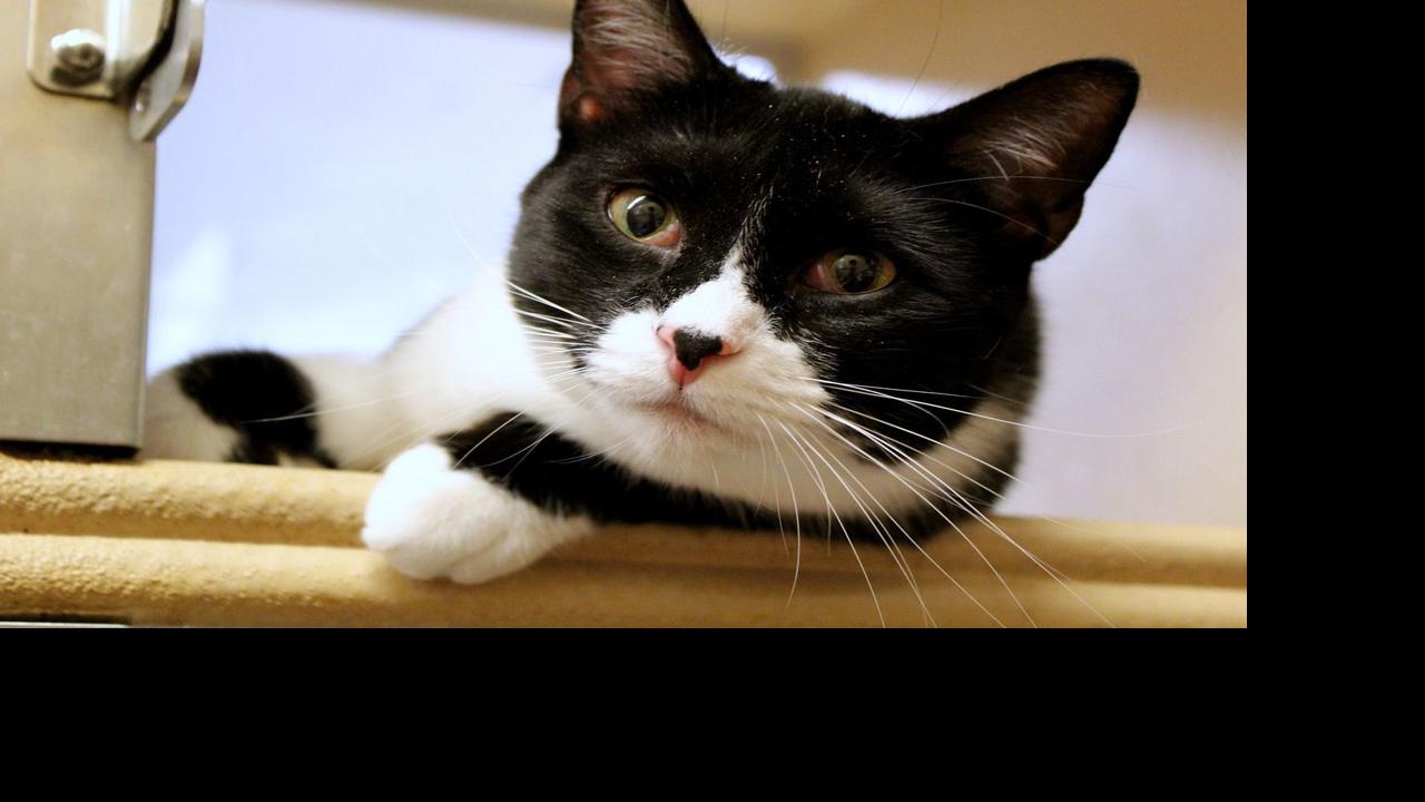 Our Nipomo Cat Adoptions Dave Stamey And A Spokespet Contest