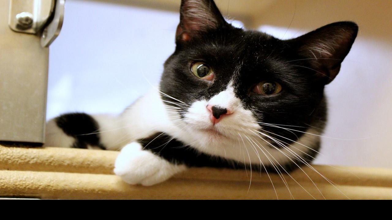 Our Nipomo Cat Adoptions Dave Stamey And A Spokespet Contest San Luis Obispo County News Santamariatimes Com