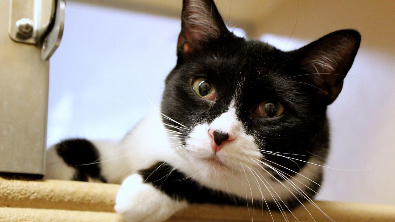 Our Nipomo Cat Adoptions Dave Stamey And A Spokespet Contest San Luis Obispo County News Santamariatimes Com