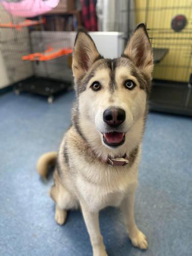 Santa Maria animal shelter waiving fees to clear room as major construction project looms | Local News Santa Maria animal shelter waiving fees to clear room as major construction project looms | Local News