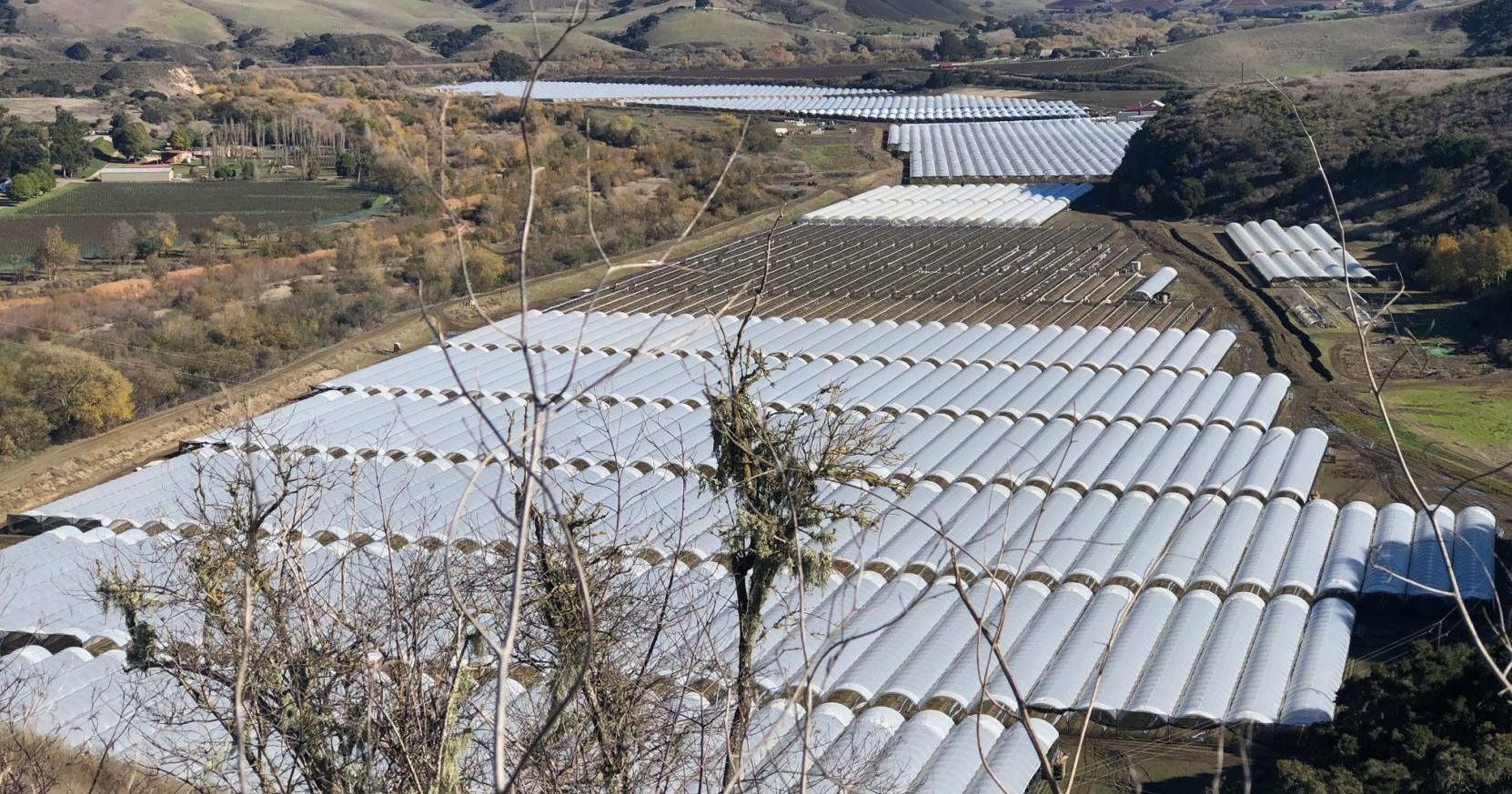 Santa Barbara County CEO: Cannabis tax revenues falling short for third year - Vimarsana News
