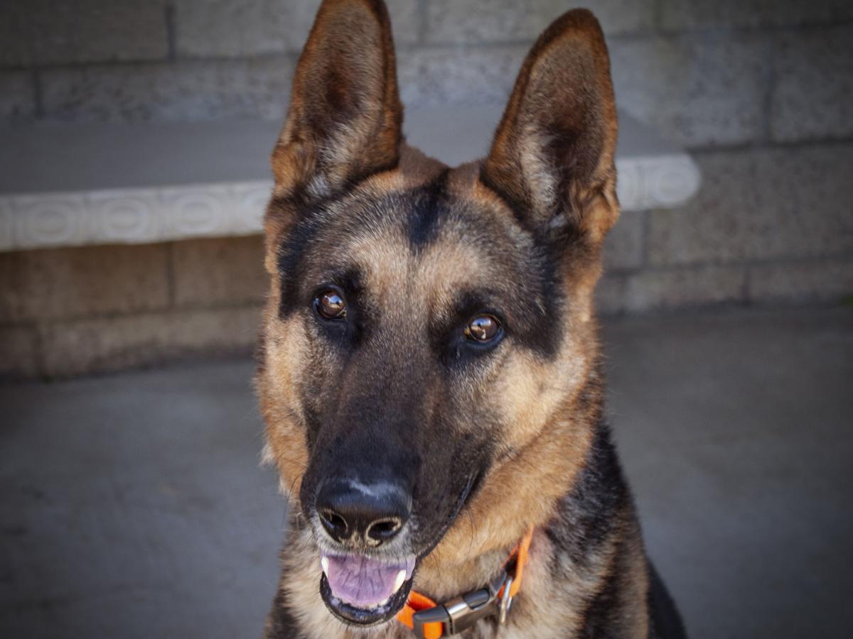 121019 Pet of the Week