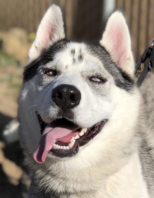 072820 Pet of the Week