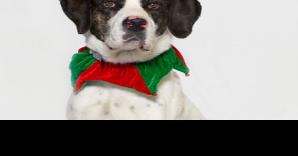 CAPA Pet of the Week: Winston | Lifestyles