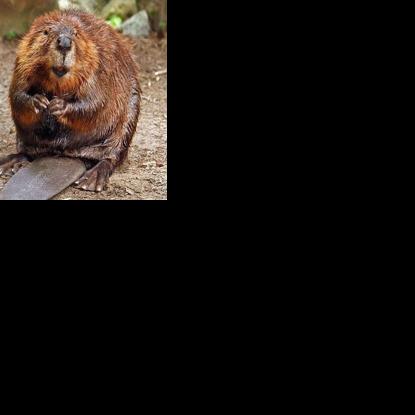 Blue Sky Science: Why do chipmunks, squirrels, rabbits and beavers have the same kind of teeth? | Lifestyles | santamariatimes.com