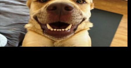 CAPA Pet of the Week: Suzy