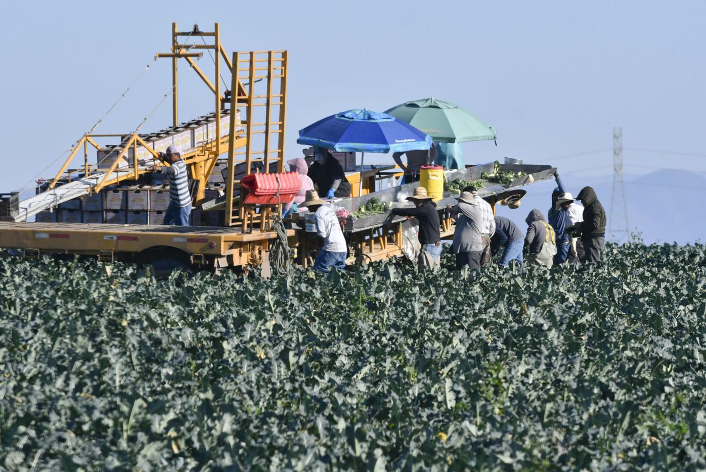 US Department of Labor fines Santa Maria farms for ...