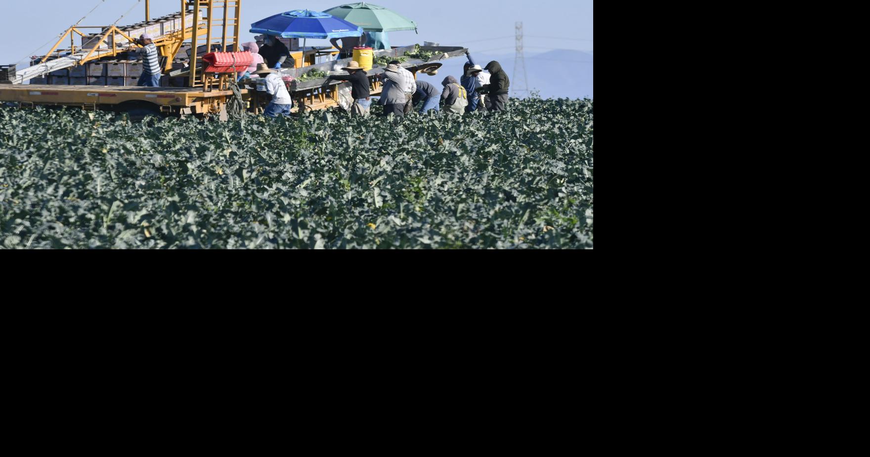 US Department of Labor fines Santa Maria farms for withholding wages