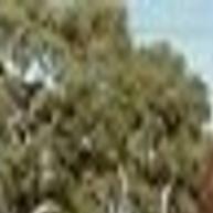 Meryl Tanz And Spike Are Surrounded By Lavender Where She Used To Raise Horses Scott De Freitas Draper Times Santamariatimes Com Meryl ann tanz death fact check. scott de freitas draper times