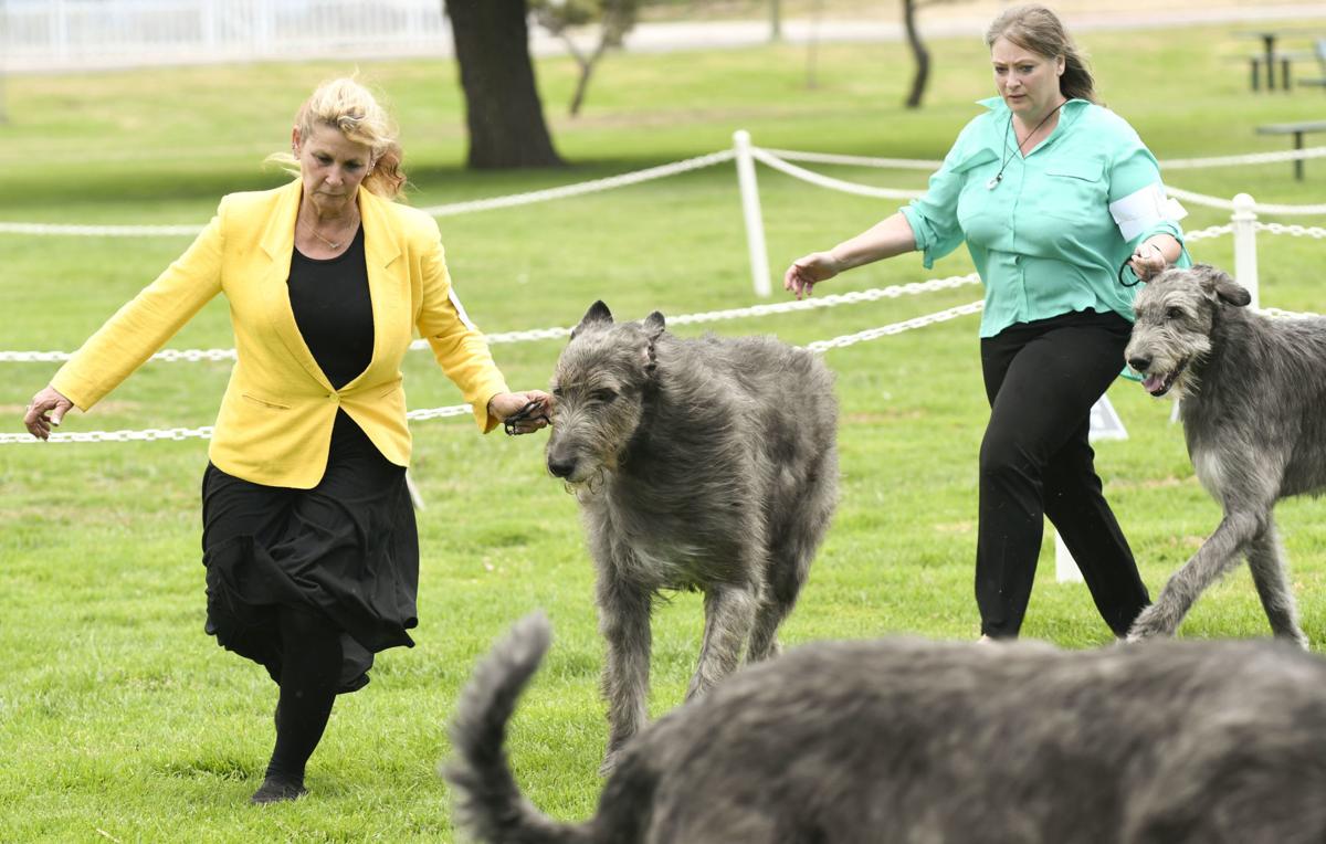 Lompoc Dog Shows Off To Strong Start In Return Event To Continue Through Sunday Local News Santamariatimes Com