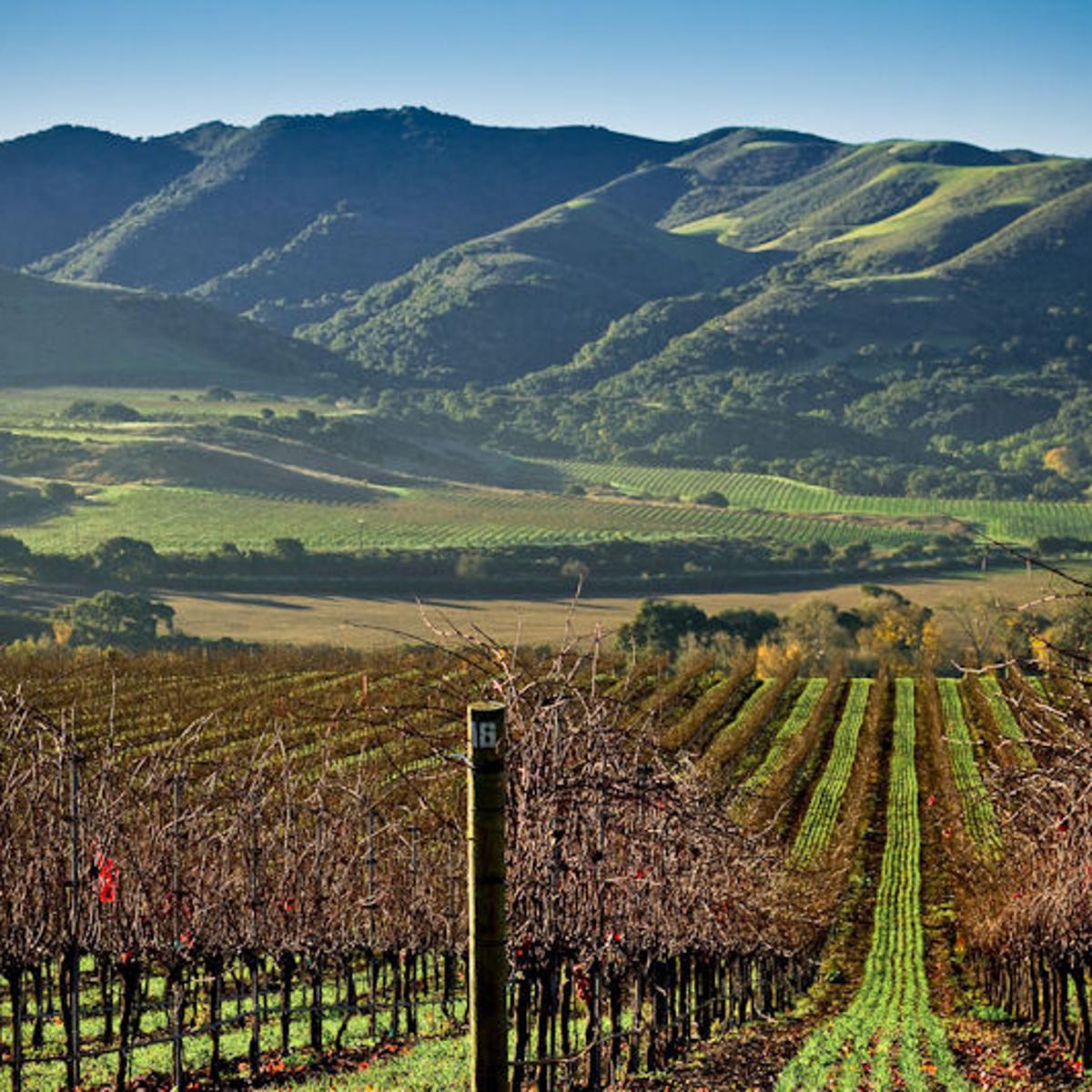 Report Wine Industry Worth 1 7b To Santa Barbara County Local News Santamariatimes Com