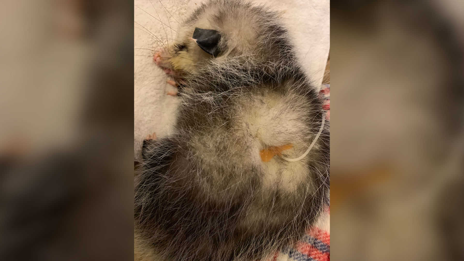 baby possum costume