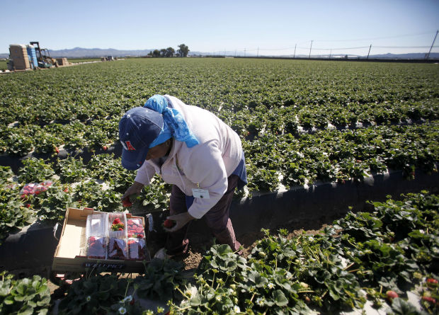 Qué quiere la niña fresa? México y su producción nacional, Secretaría de  Agricultura y Desarrollo Rural, Gobierno