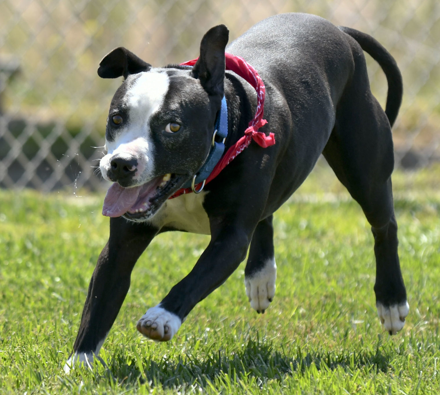 Smvhs fashion adoptable dogs