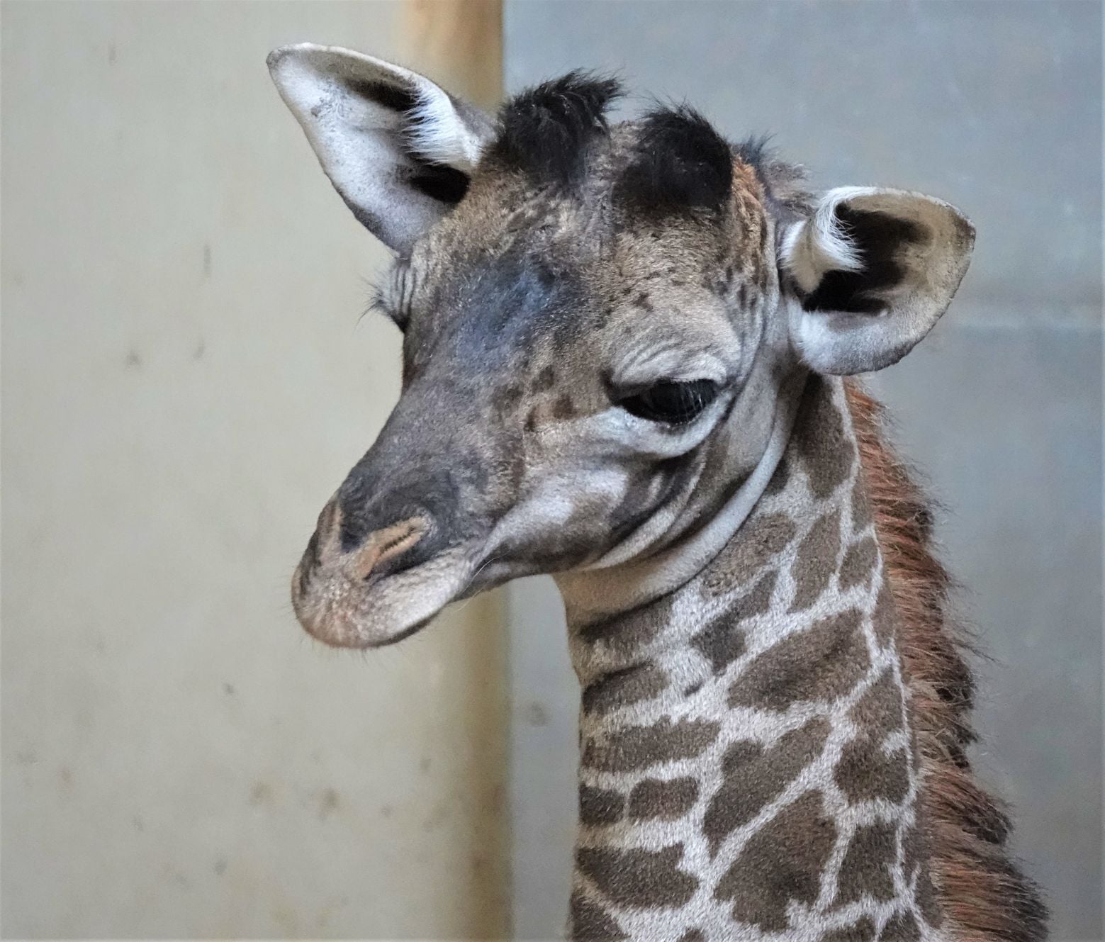 Santa Barbara Zoo welcomes newborn Masai giraffe, Raymie | Local
