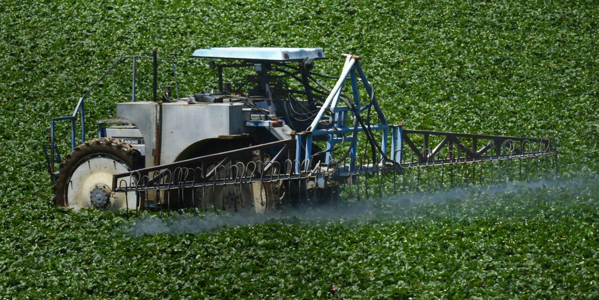 061919 Strawberry spraying .jpg