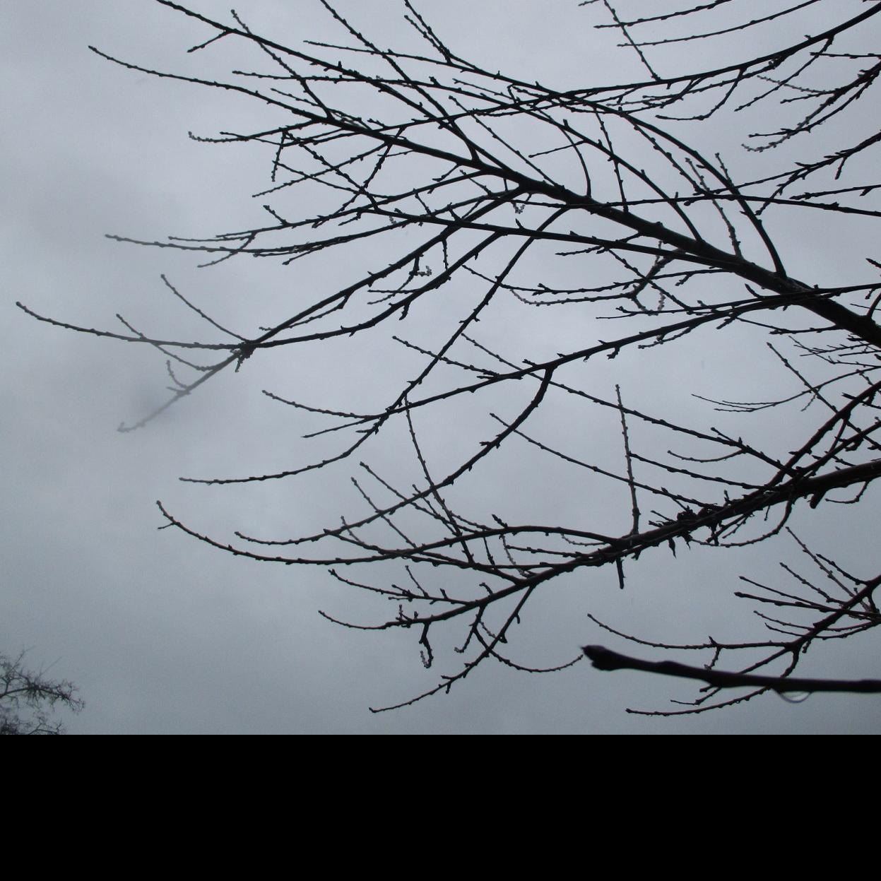Tony Tomeo Winter Pruning Of Fruit Trees Home Garden