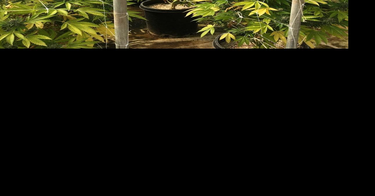 Sheriff's Office raids suspected illegal cannabis grows in Lompoc