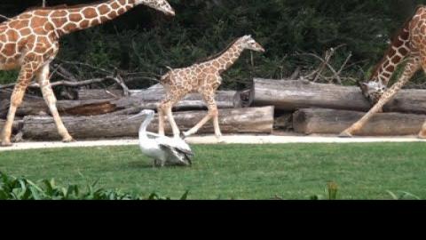 Baby Giraffe Born At Fort Worth Zoo News Santamariatimes Com