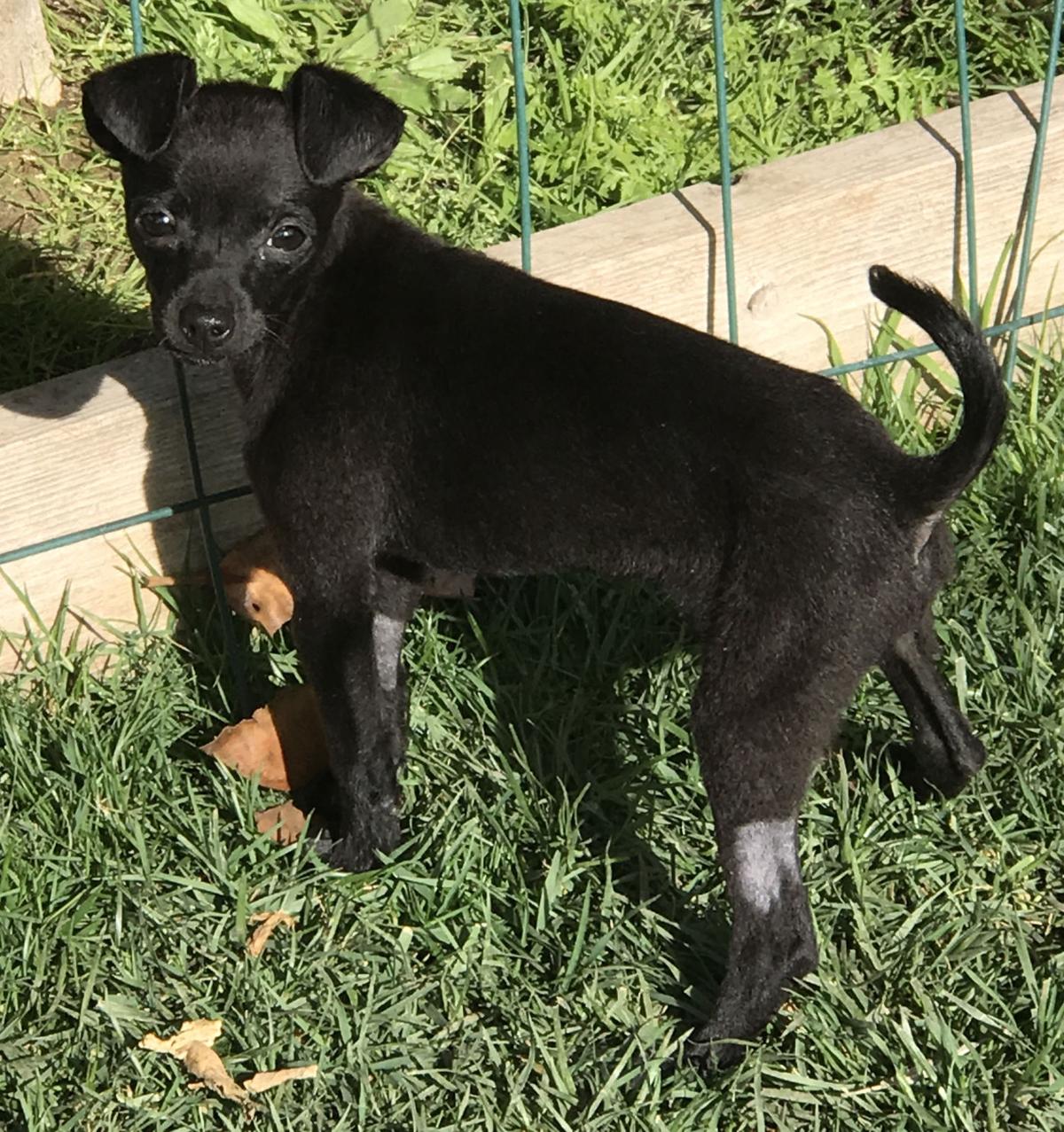 CCSPCA Pet of the Week -- Cisco