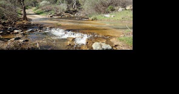 Restoring Los Padres' native steelhead trout habitat | Local News - Vimarsana News