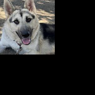CAPA Pet of the Week: Tahoe | Local News