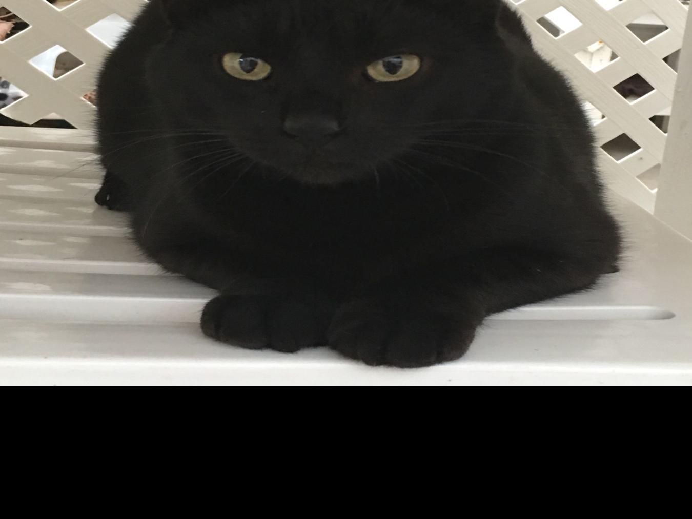 Viva Pet Of The Week Dancer Lifestyles Santamariatimes Com