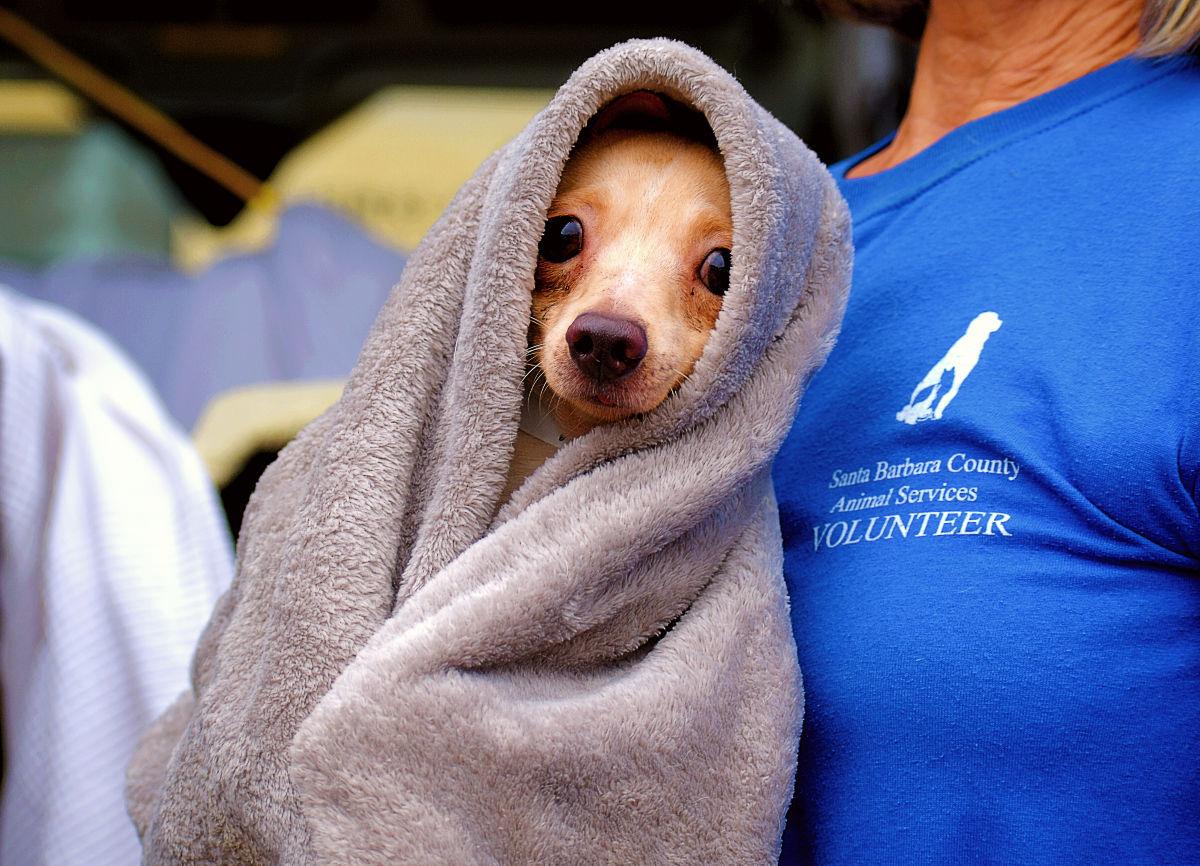 102320 shelter dogs 001 (Spanish)