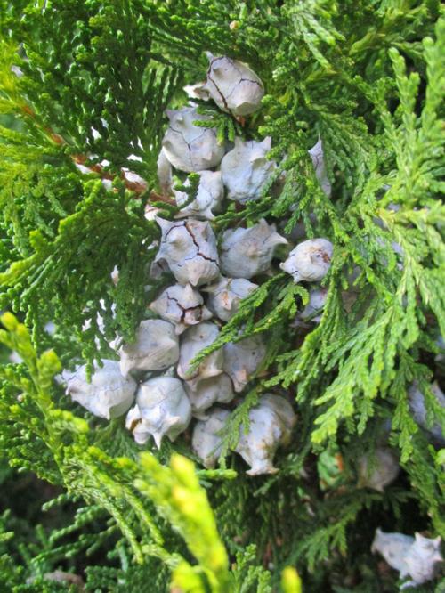 Highlight: Dwarf golden arborvitae | Tony Tomeo | santamariatimes.com