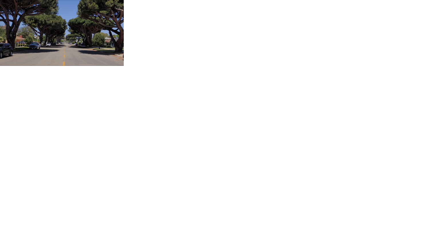 13 historic stone pine trees slated for removal in downtown Lompoc - Vimarsana News