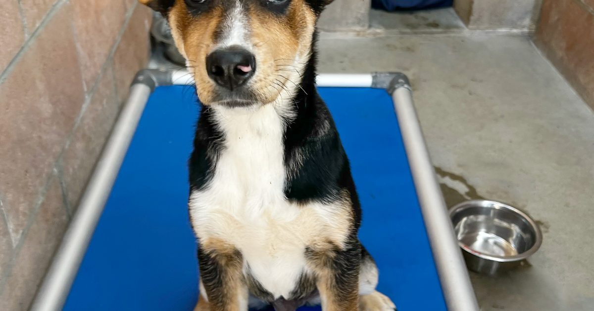 Santa Barbara Humane, Santa Ynez Valley Humane Society, ASAP Cats to host $5 spay, neuter event Feb. 24