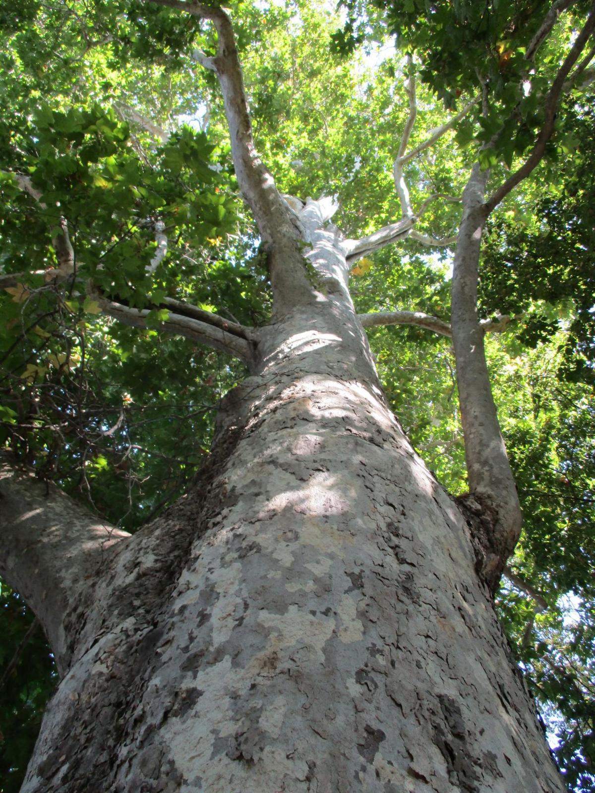 Highlight California sycamore Tony Tomeo