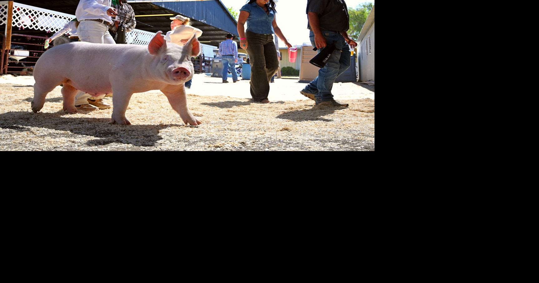 Livestock, showmanship, agriculture take center stage during week two of Santa Barbara County Fair