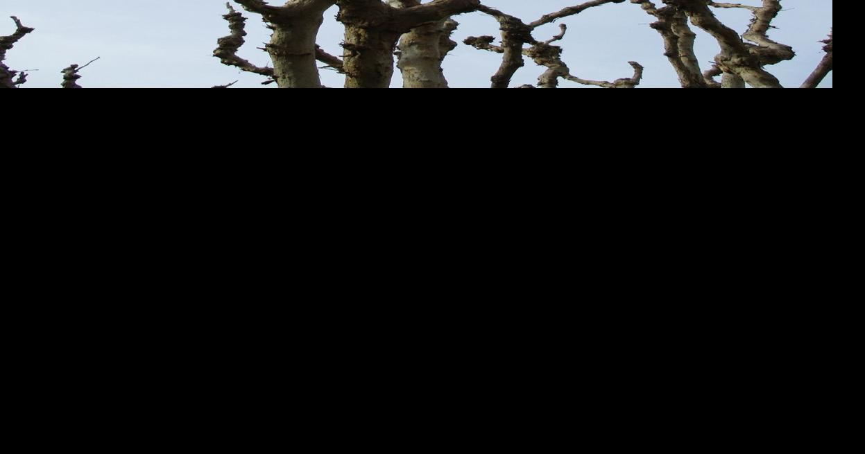 Tony Tomeo: Pollarding and coppicing pruning techniques | Columnist ...