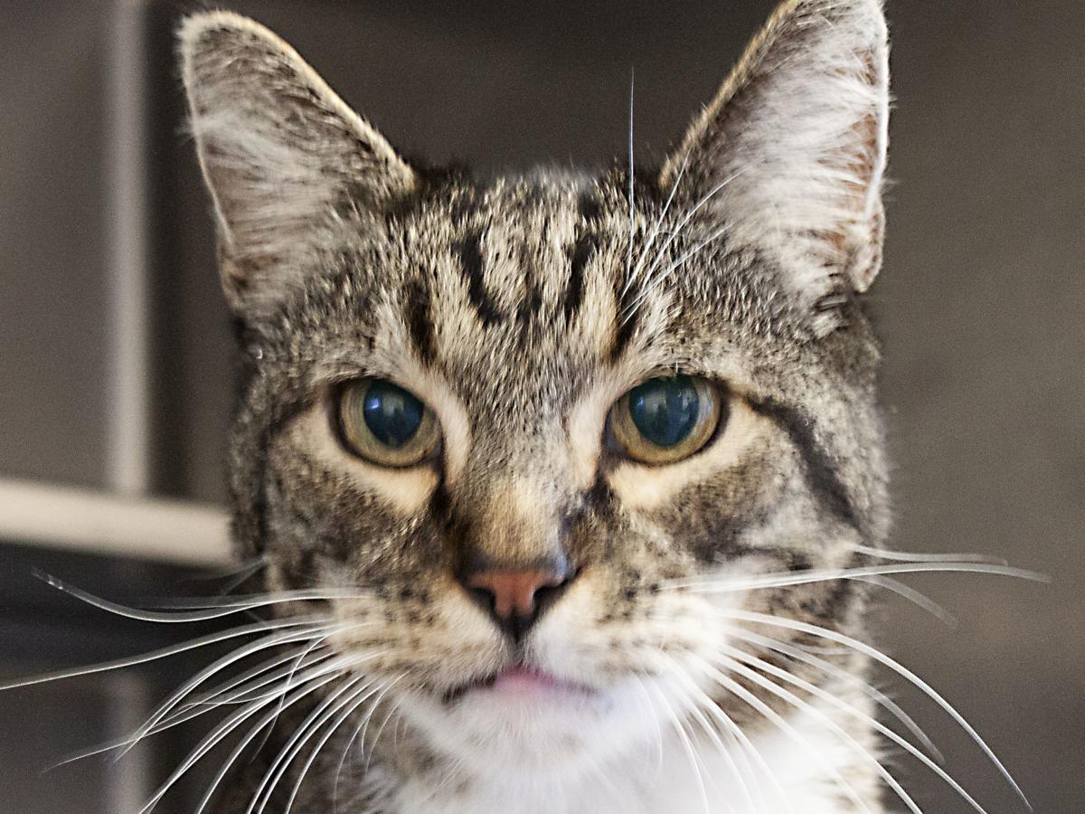 010920 CAPA Pet of the Week