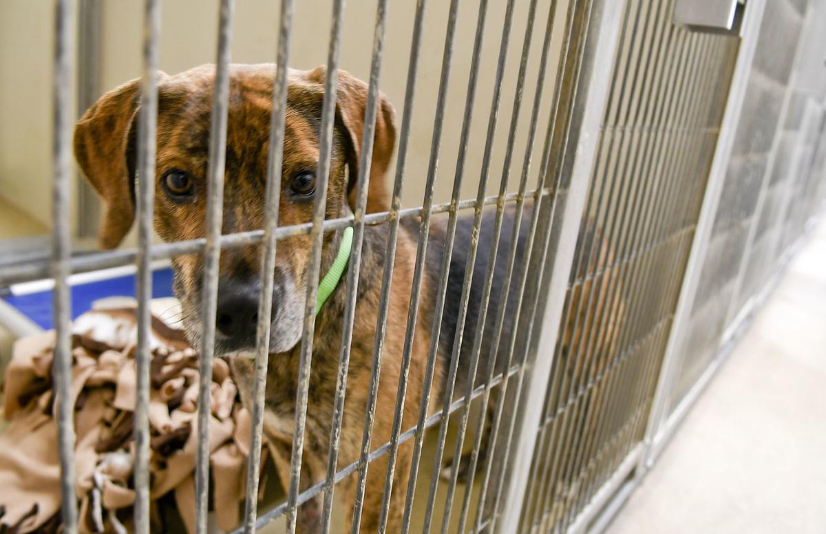 County Animal Services Sees Increase In Pet Adoptions Fosters Since Covid 19 Outbreak Local News Santamariatimes Com